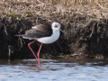 Steltkluut_214487