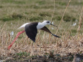 Steltkluut_214506
