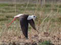 Steltkluut_214508