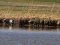 Steltkluut_Kluut_Grutto_Tureluur