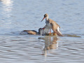 Tureluurs_211063