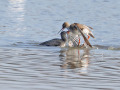 Tureluurs_211064