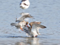 Tureluurs_211132