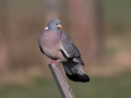 788A0629-