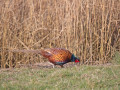 788A0641-