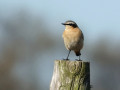 07-DSC03034-