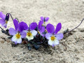 19-DSC03378-