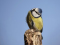 32-DSC09807-