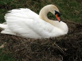 38-DSC03420-t