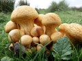 06-DSC03705-Gekapte-bos-Haasveld.