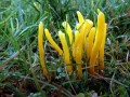23-DSC04018-Gele-knotszwam-Haasveld.