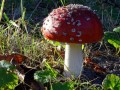 25-DSC03129-Vliegenzwam-Engelse-bos.