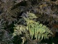 27-DSC04411-Adelaarsvaren-Engelse-bos.