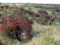 28-DSC02928-Meidoorns-De-Vellen.