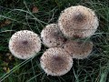 33-DSC04088-Grote-parasolzwam.