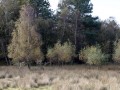 39-DSC04316-Berkenbos-Eiland-van-rolvers.
