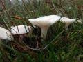 10-DSC09529-