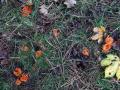 15-DSC09545-