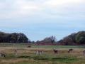 25-DSC09703-
