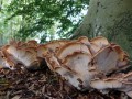 02-DSC04031-Reuzenzwam-Egelsebos-A.W.D.
