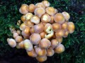 06-DSC04215-Zwavelkopjes.