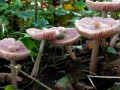 12-DSC04341-Russula-Engelse-bos.