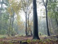14-DSC04521-Engelse-bos-A.W.Duinen.