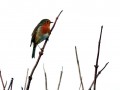 28-DSC04646-Roodborst.