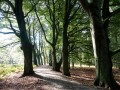 31-DSC04603-Beukenlaan.