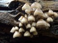 32-DSC04554-Mycena.