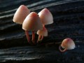 33-DSC04567-Mycena.