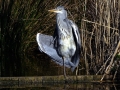 DSC00760 Blauwe Reiger.