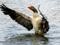 DSC01106 Grauwe Gans