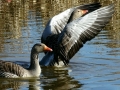 DSC05494 Grauwe Gans