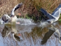 DSC05551 Grauwe Gans, Bl Reiger.