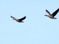 DSC05604 Grauwe Gans.