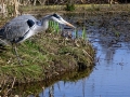 DSC05651 Blauwe Reiger.
