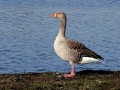 DSC05850 Grauwe Gans.