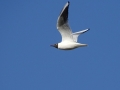 DSC05862 Kokmeeuw.