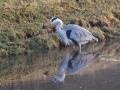 548A4264a-Blauwe-Reiger-met-prooi