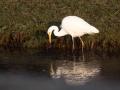 548A4278a-Grote-Zilverreiger