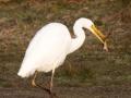 548A4287a-Grote-Zilverreiger-met-prooi