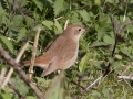 a_nachtegaal_144042