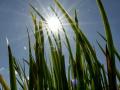 08-DSC02327-Riet.