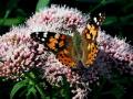 14-DSCF5357-Distelvlinder.