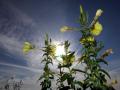 15-DSC02445-Gewone-Teunisbloem.