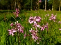 012 echte koekoeksbloem Huys te Warmont