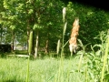 Grote vossenstaart