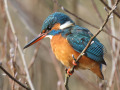 IJsvogel_212333