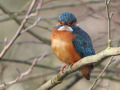 IJsvogel_212487